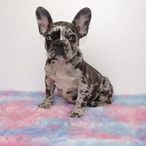 Charlene (Female )