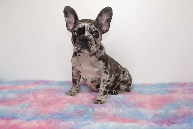 Charlene (Female )