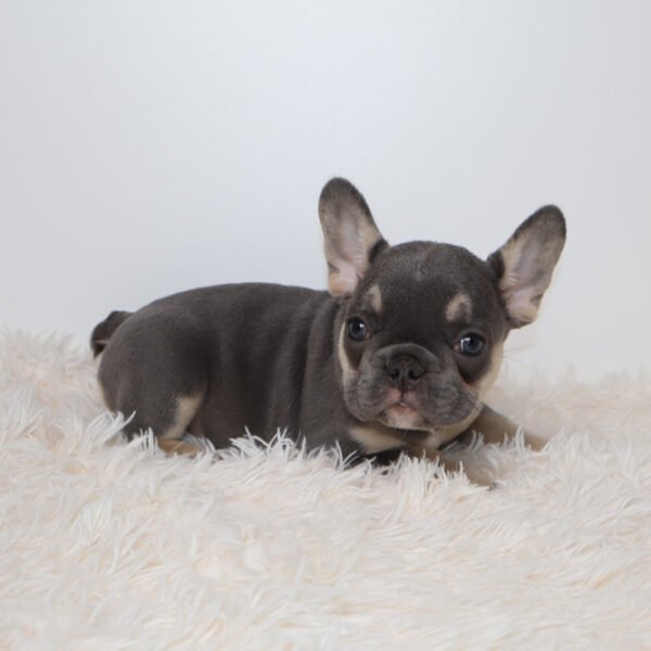 Dottie(Female)