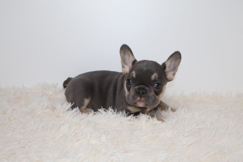 Dottie(Female)