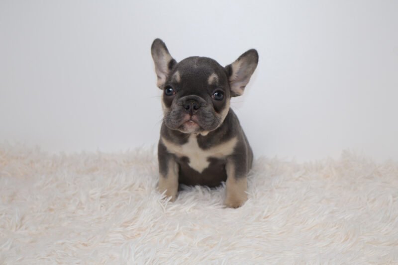 Dottie(Female) - Image 3
