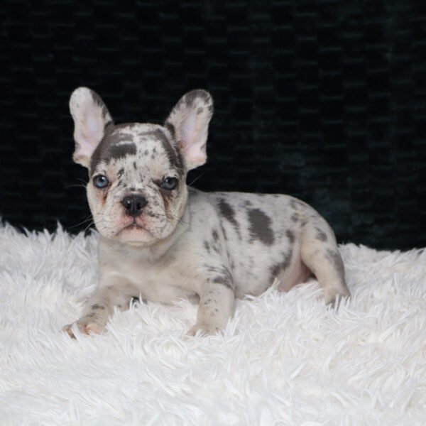 Kenzie (Male)