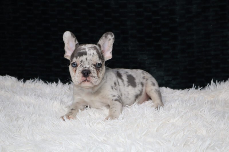 Kenzie (Male)