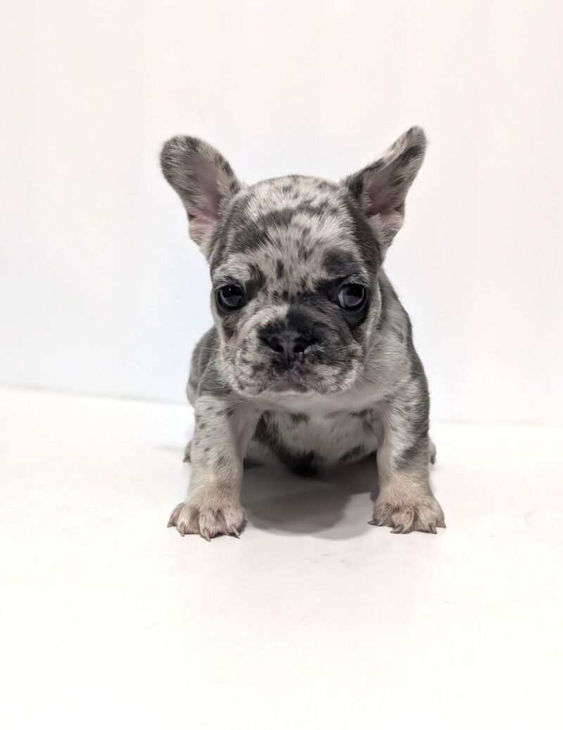 Minaline (Female) - Image 2